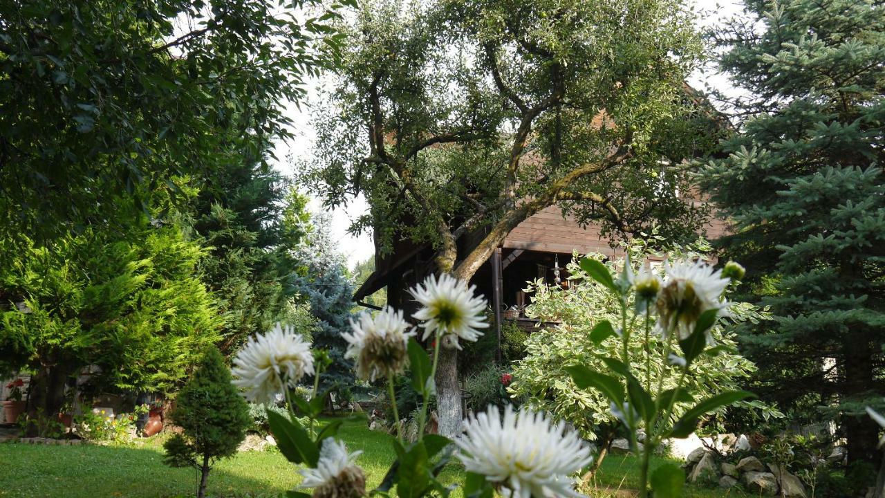 Cabana Rustic Borşa Exteriör bild